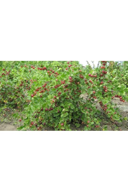 Аґрус Сіріус розлогий кущ в період плодоношення