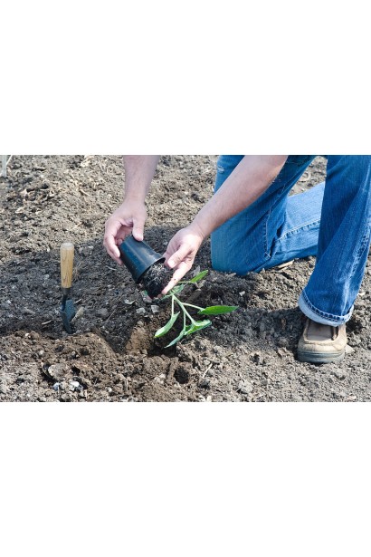 Аґрус Сіріус посадка саджанця р9