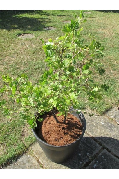 Аґрус Сіріус саджанець в горщику 5 л