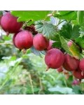 Агрус Сіріус | Крыжовник Сириус | Ribes uva-crispa Sirius