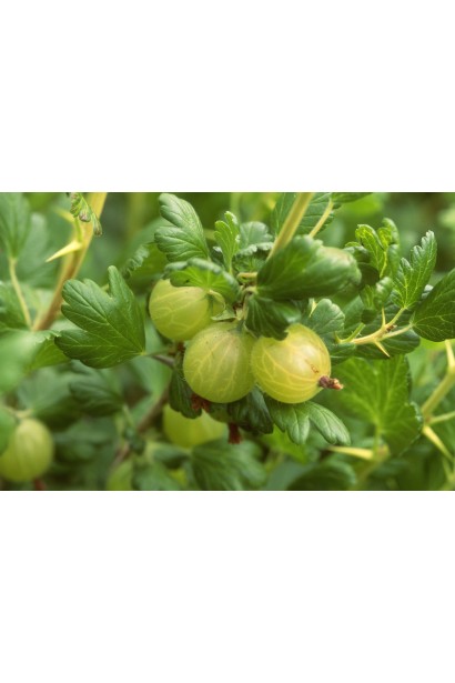 Зелені ягоди північного винограду Sirius