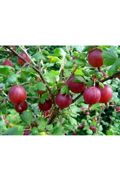 Аґрус Сіріус ягоди з восковим нальотом