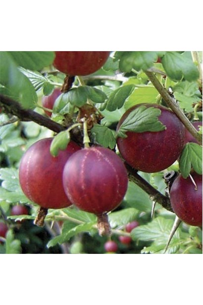 Аґрус Сіріус округлі темно-червоні плоди