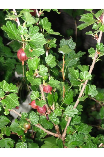 Аґрус Сіріус безшипний сорт