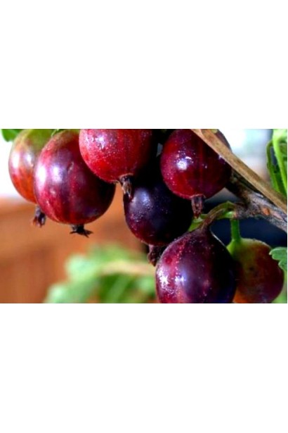 Ribes uva-crispa Sirius