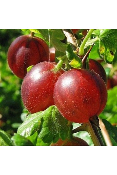 Агрус Сіріус (середньопізній)