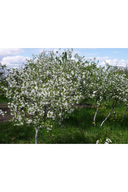 Вишня домашняя Встреча дерева в саду