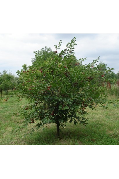 Дерево вишни сорта Встреча