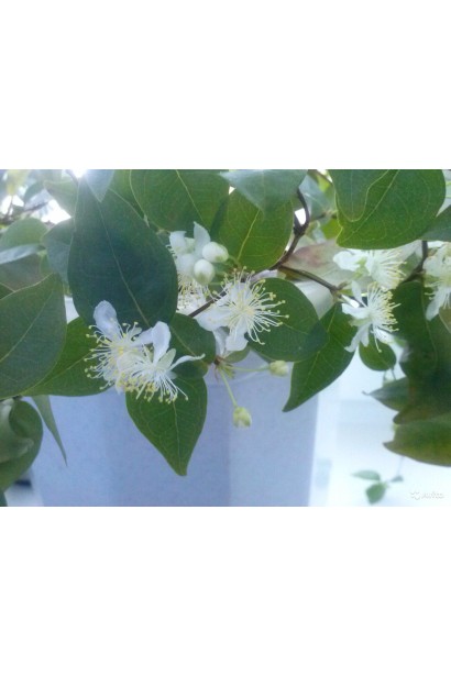 Вишня Встреча цветения