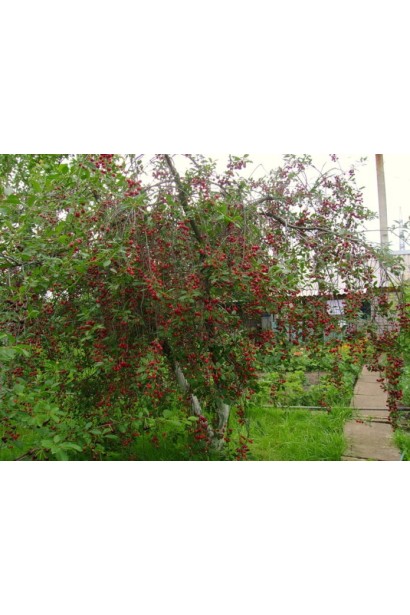 Вишня Встреча карликовое дерево