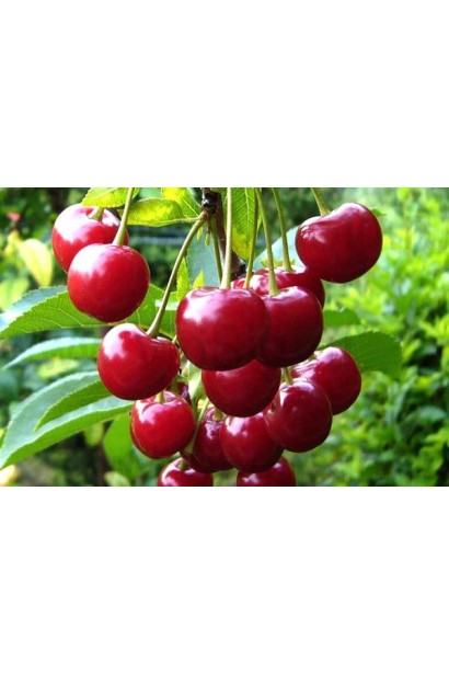 Ягоды вишни сорта Встреча