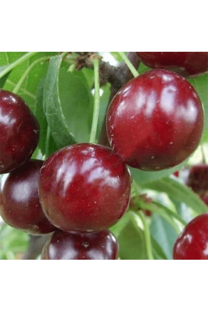 Вишня домашняя Встреча большие темно-красные плоды