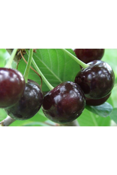 Prunus cerasus Zustrich