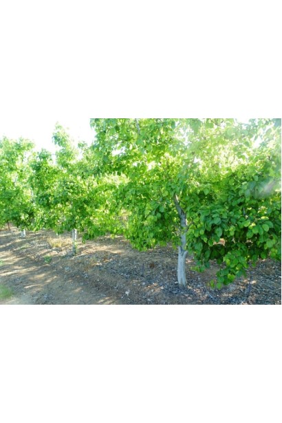 Груша Бере Боск в саду