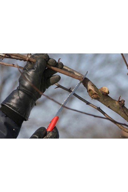 Груша звичайна Бере Боск обрізка