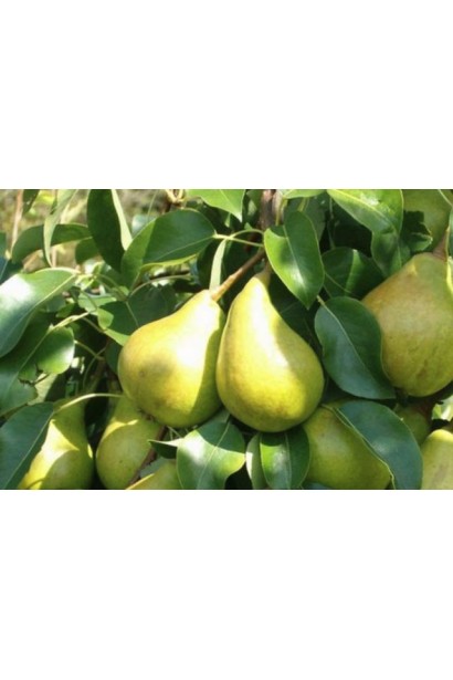 Груша домашня Beurre Bosc