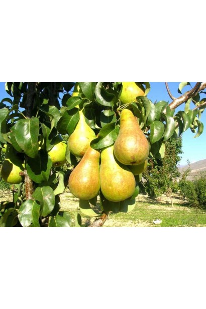 Груша Бере Боск великі плоди