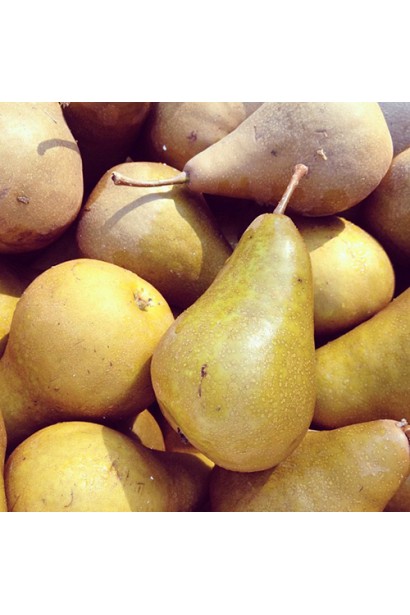 Груша Бере Боск плоди