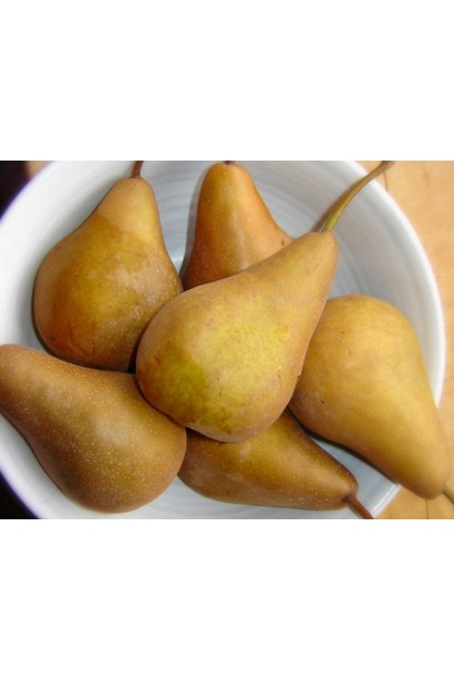 Pyrus communis Beurre Bosc