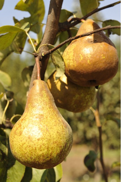 Груша звичайна Бере Боск