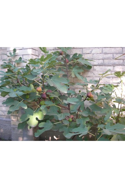 Інжир Брунсвік велике пятилопатеве листя