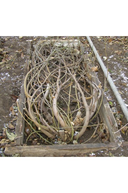 Інжир Брунсвік укриття на зиму