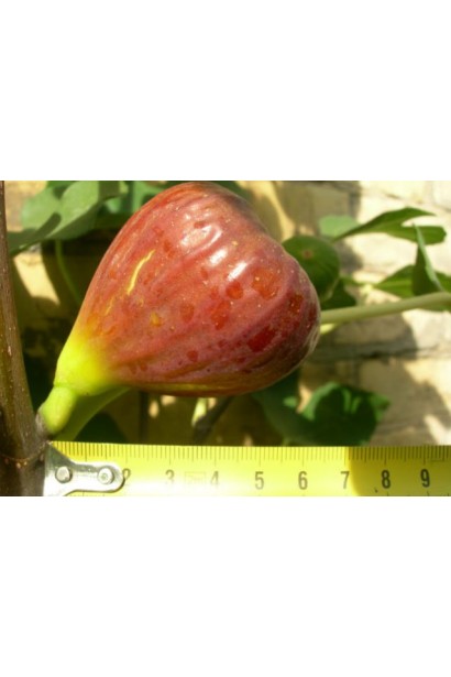 Інжир ремонтантний Брунсвік