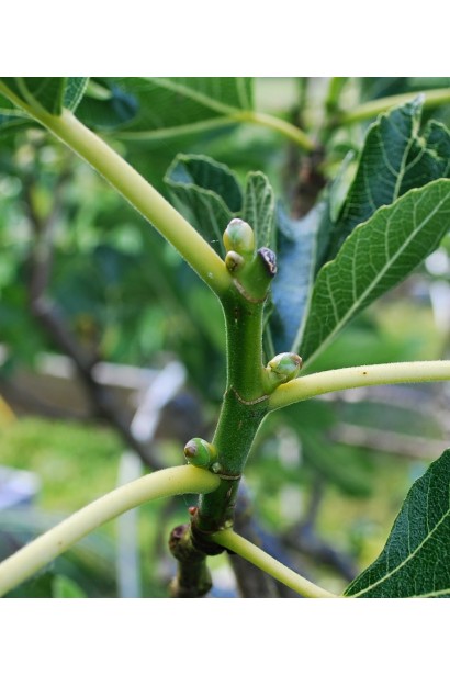 Фігове дерево