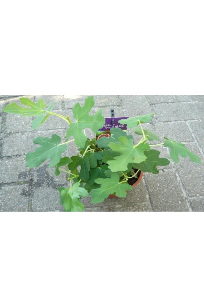 Інжир ремонтантний Брунсвік саджанець