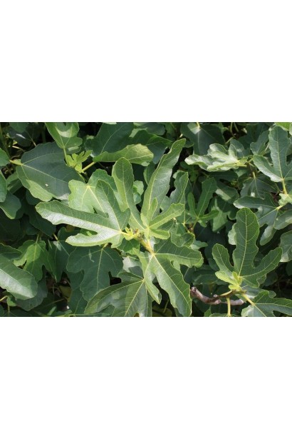 Смоква сорт Брунсвік