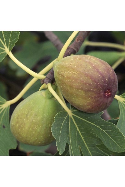 Інжир Брунсвік  плоди грушеподібної форми