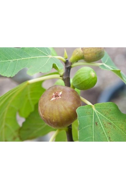 Ficus carica Brunswick