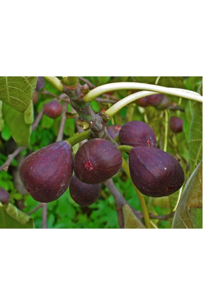 Інжир Брунсвік  стиглі фіолетові плоди