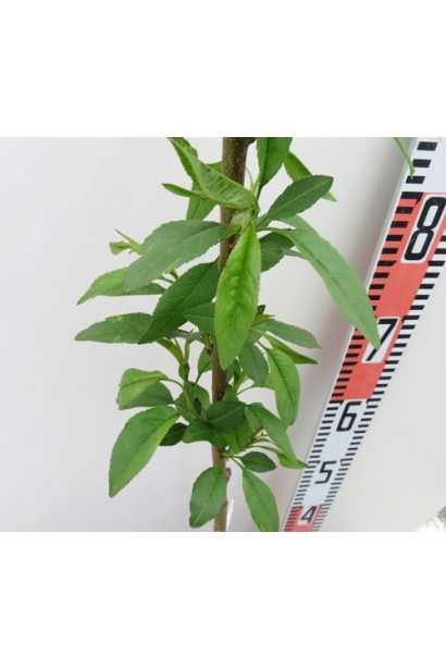 Мигдаль Нікітський-62 листя ланцентні, із загостреною верхівкою, черешкові