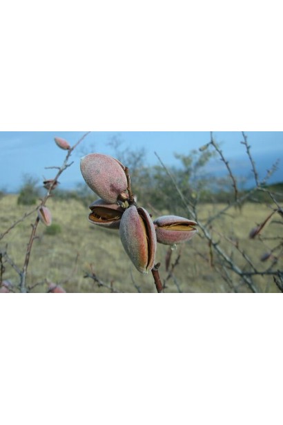 Мигдаль Нікітський-62 мяка світло-коричнева шкаралупа