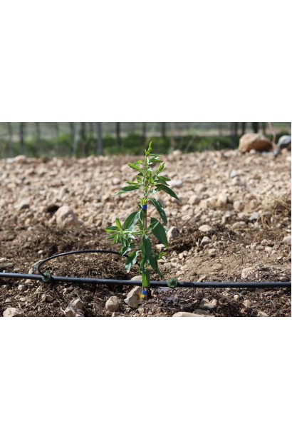 Мигдаль звичайний ВІР-1