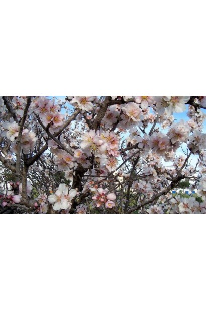 Біло-рожеві квіти Мигдаля Нікітський-62 