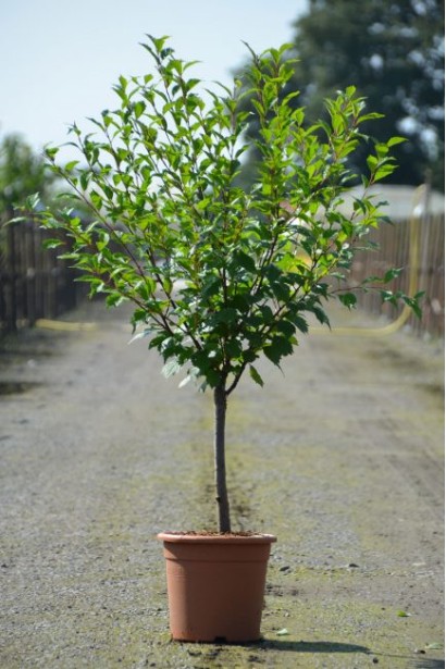 Мигдаль плодовий Нікітський-62 саджанець в контейнері 