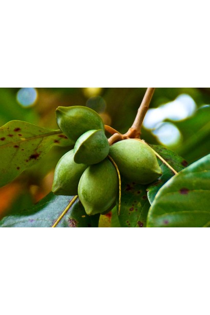 Зелені недостиглі плоди  мигдального дерева Нікітський-62