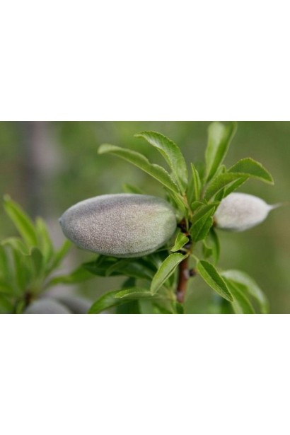 Мигдаль Нікітський-62 мяка світло-коричнева шкаралупа