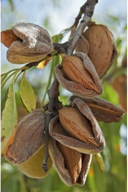 Мигдальний горіх Nikitskiy-62