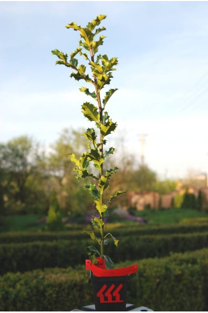 Падуб гостролистий в контейнері