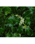 Падуб гостролистий | Ilex aquifolium | Падуб остролистный