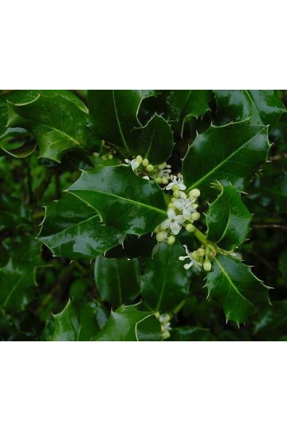 Глянцеве темно-зелене листя Ilex aquifolium прикрашає будь-який сад
