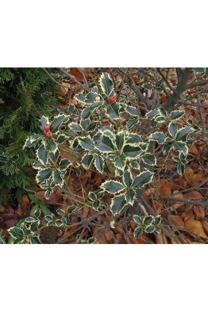 Ilex aquifolium — морозостійка рослина з декоративним виглядом