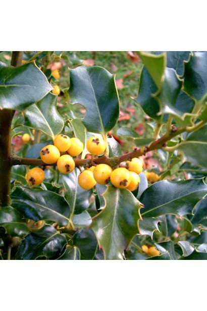 Вічнозелений падуб ідеально підходить для садів у природному стилі.