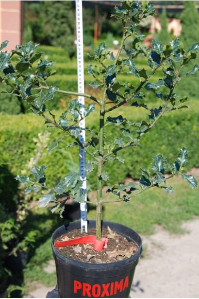 Падуб гостролистий добре переносить стрижку та формування