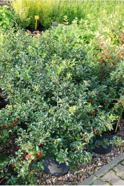 Падуб гостролистий — вічнозелений чагарник із колючим листям