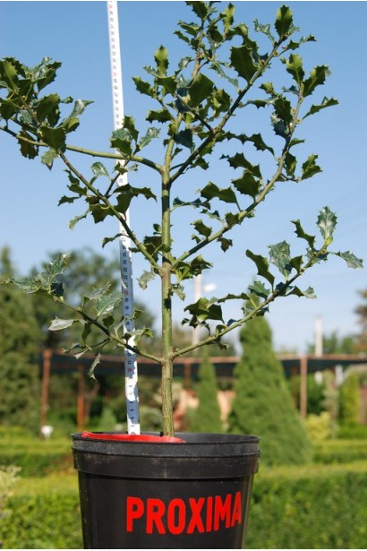 Падуб гостролистий в контейнері