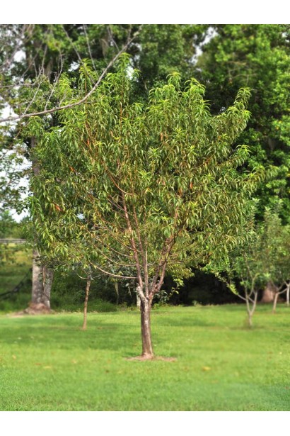 Персик Вайн Голд - самоплідний сорт із соковитими плодами